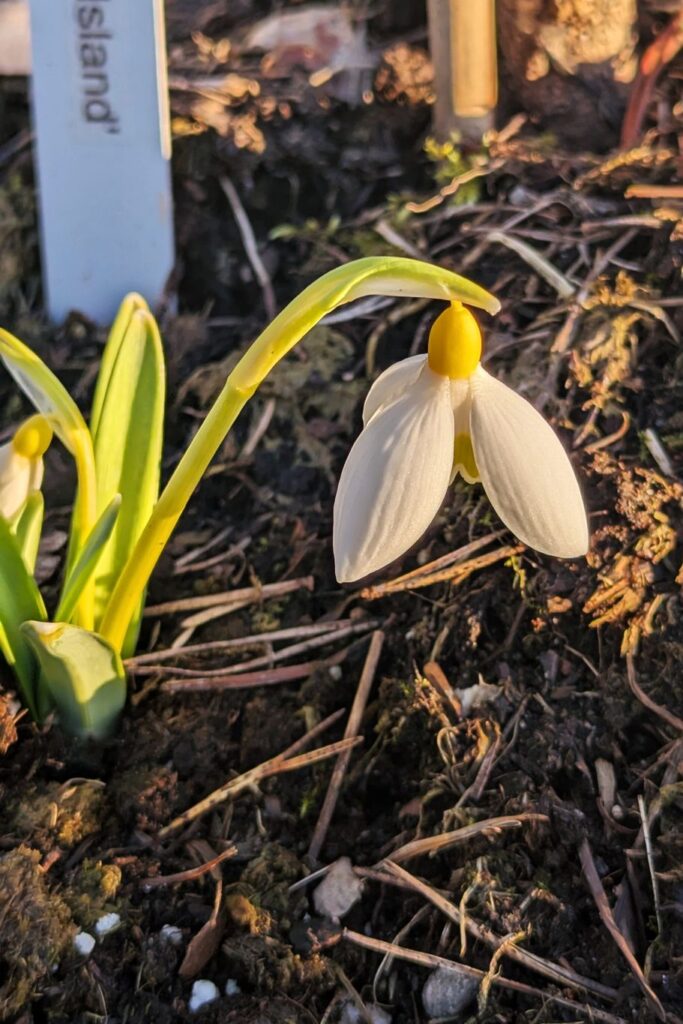 Galanthus 'Treasure Island'