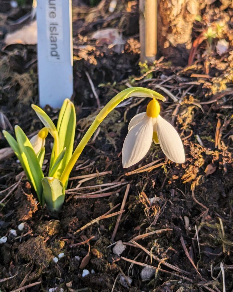 snödroppe - Galanthus 'Treasure Island'