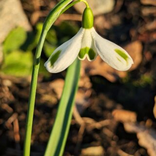 snödroppe - Galanthus plicatus 'Aunt Agnes'
