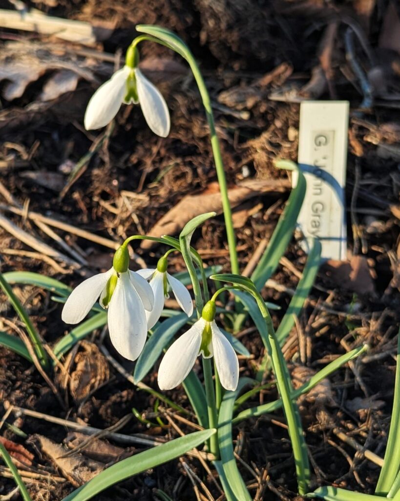 AGM, snödroppe - Galanthus 'John Gray'