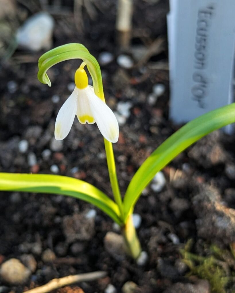 snödroppe - Galanthus nivalis 'Ecusson d'Or'