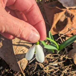 Snödroppe - Galanthus 'S. Arnott'