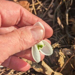 Galanthus 'S. Arnott'