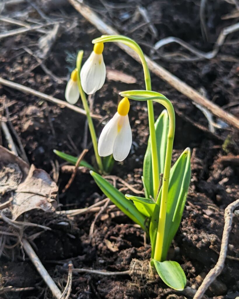 Galanthus - snödroppe, G. 'Wendy's Gold'