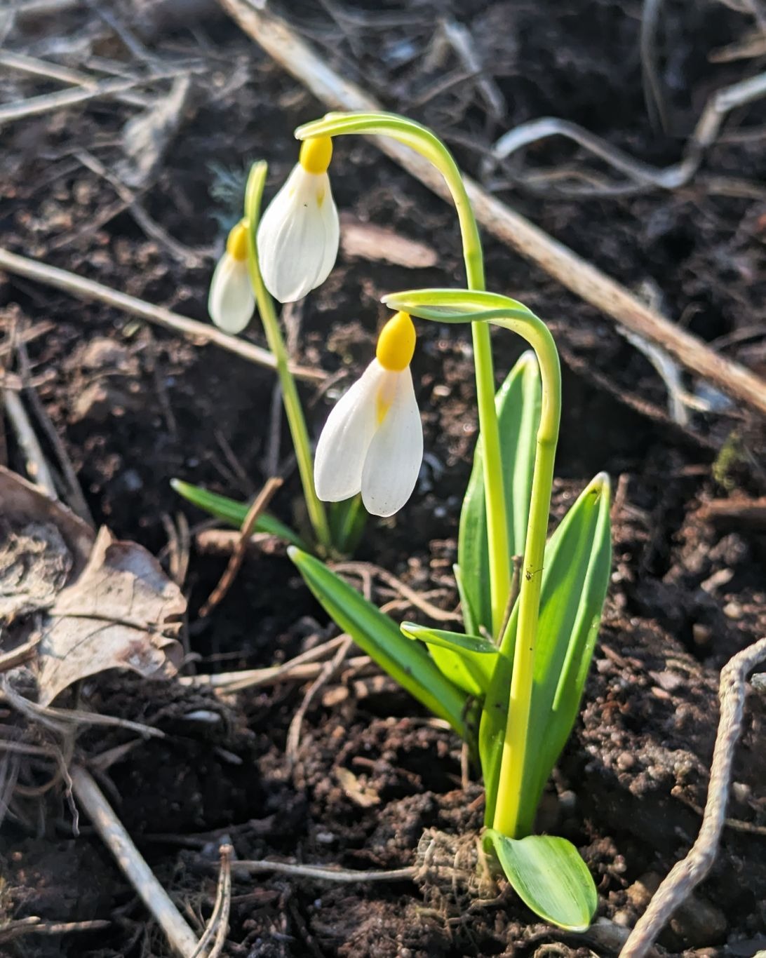 Galanthus - snödroppe, G. 'Wendy's Gold'