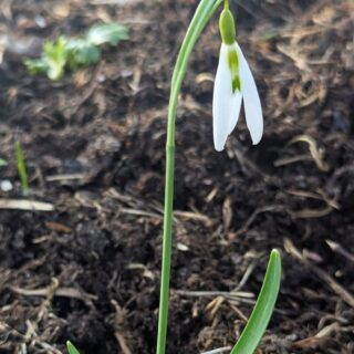 Galanthus 'Wasp'