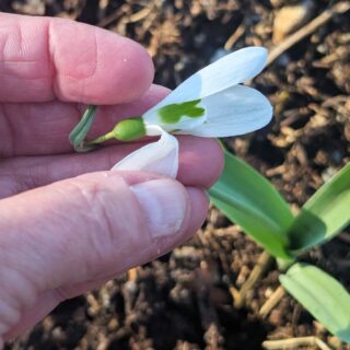 snödroppe - Galanthus elwesii 'Louise Ann Bromley'