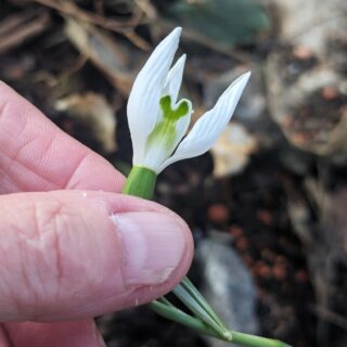 Galanthus 'Ingrid Bauer'