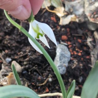 Galanthus 'Ingrid Bauer'