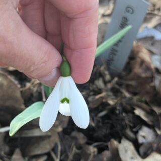 Galanthus elwesii 'Mrs Mcnamara'