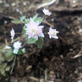 sippruta - Anemonella thalictroides 'Cameo'