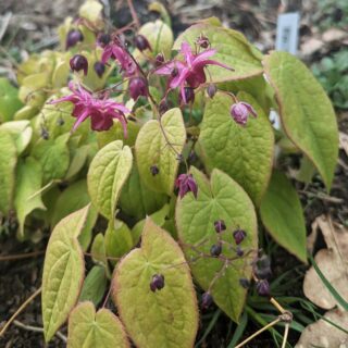 Epimedium 'Royal Purple'