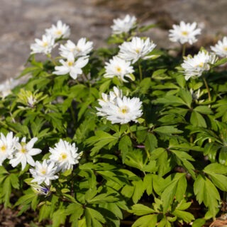 vitsippa - Anemone nemorosa 'Bracteata Pleniflora'