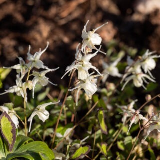 sockblommor - E. grandiflorum var higoense 'Bandit'