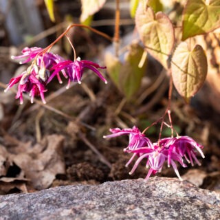 sockblommor - Epimedium grandiflorum 'Kourin'