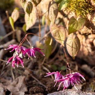 Epimedium grandiflorum 'Kourin'