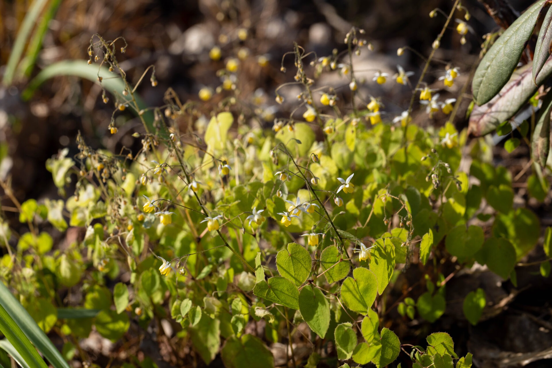 Sockblomsvandring - Epimedium 'Moonlight'