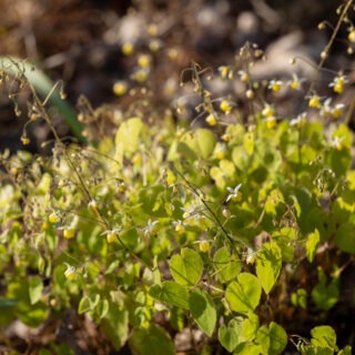 sockblommor - Epimedium 'Moonlight'