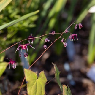 Epimedium 'Red Maximum'