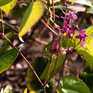 Epimedium 'Kodai Murasaki'