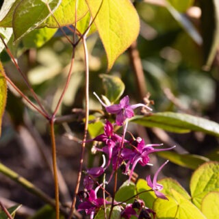 sockblommor - Epimedium 'Kodai Murasaki'