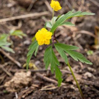 Anemone ranunculoides 'Dagerort'