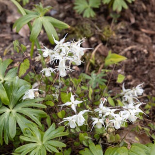 sockblommor - E. grandiflorum var higoense 'Bandit'