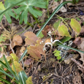 sockblommor - Epimedium 'Eco Select'