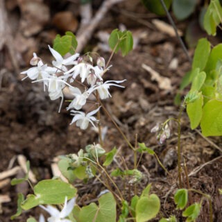 sockblommor - Epimedium grandiflorum 'Nanum' - japansk sockblomma