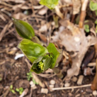 Disporum longistylum 'Night Heron'
