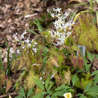 Epimedium stellulatum Long Leaf Form, Cc970051