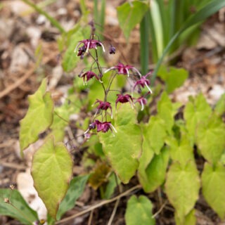 Epimedium 'Red Maximum'
