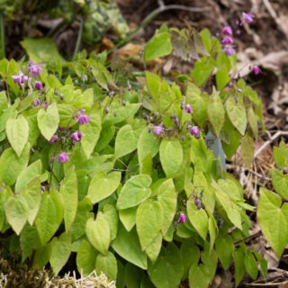 Epimedium x youngianum 'Capella'