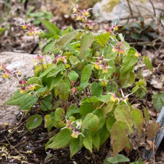 Epimedium 'Firedragon'