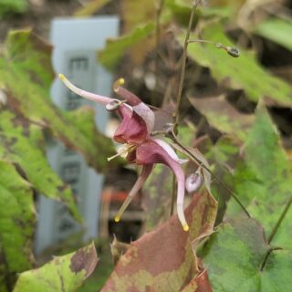 Epimedium 'William Stearn'