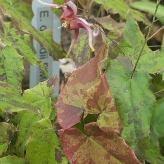 Epimedium 'William Stearn'
