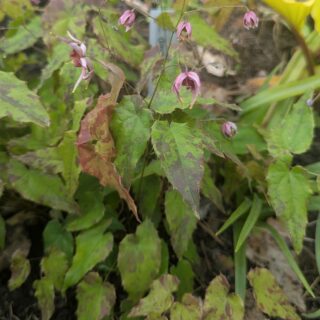 sockblommor - Epimedium 'William Stearn'