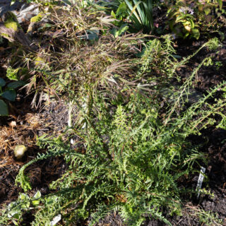 Athyrium filix-femina 'Dree's Dagger'