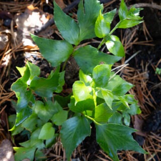 ormbunkar - Cyrtomium falcatum - mahoniabräken