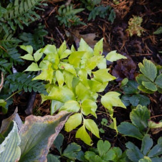 Cyrtomium falcatum 'Rochfordianum' - mahoniabräken