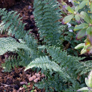 Dryopteris x complexa 'Stableri'