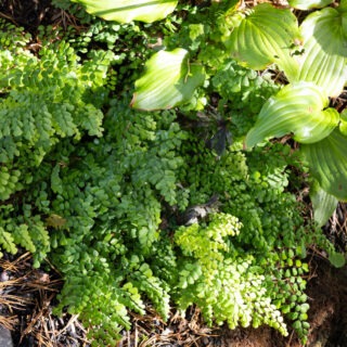 Adiantum venustum, bergadiantum