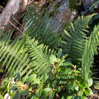 ormbunkar - Dryopteris wallichiana