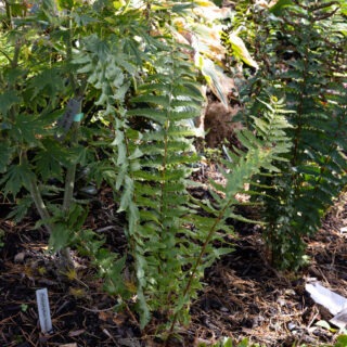 Dryopteris tokyoensis