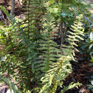 ormbunkar - Dryopteris tokyoensis