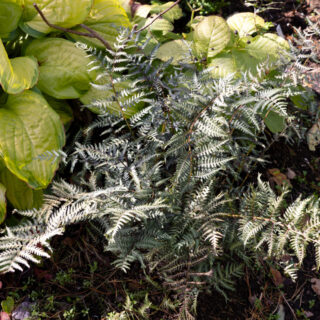 Athyrium iseanum 'Cristatum' x A. niponicum 'Purple Garden'