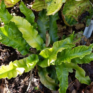 Asplenium scolopendrium 'Undulatum'