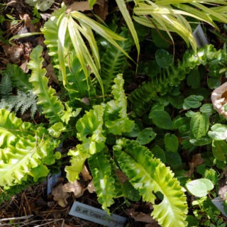 Asplenium scolopendrium 'Crispum Golden Queen'