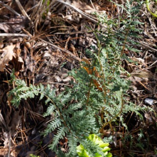 ormbunkar - Athyrium iseanum 'Cristatum'