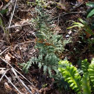 Athyrium iseanum 'Cristatum'